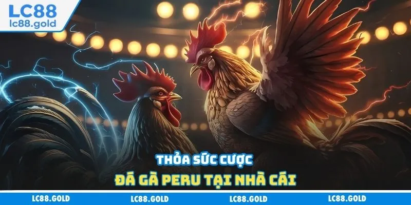 Thỏa sức cược đá gà Peru tại nhà cái Thỏa sức cược đá gà Peru tại nhà cái
