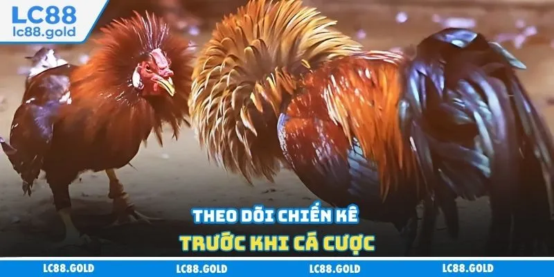 Theo dõi chiến kê trước khi cá cược