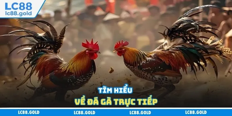 Tìm hiểu về đá gà trực tiếp